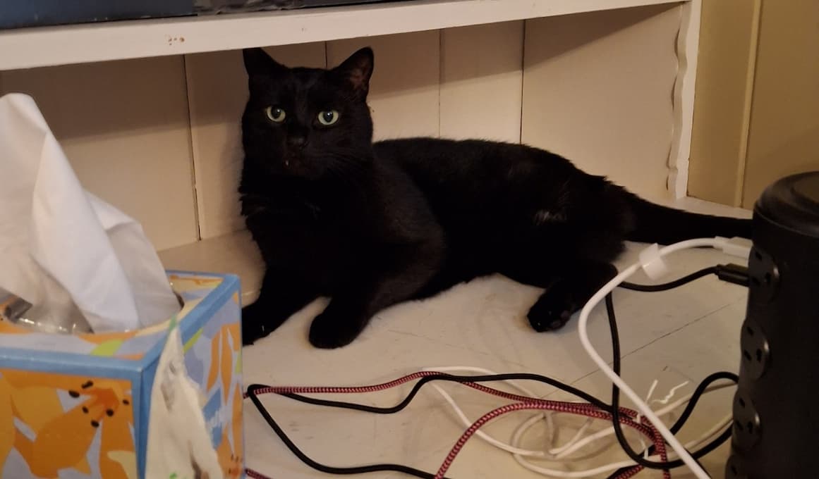 Photo of a black cat sitting on a desk surrounded by cables