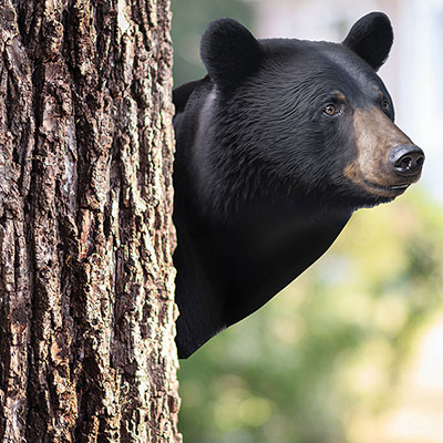 Black Bear Peeking Tree Metal Art