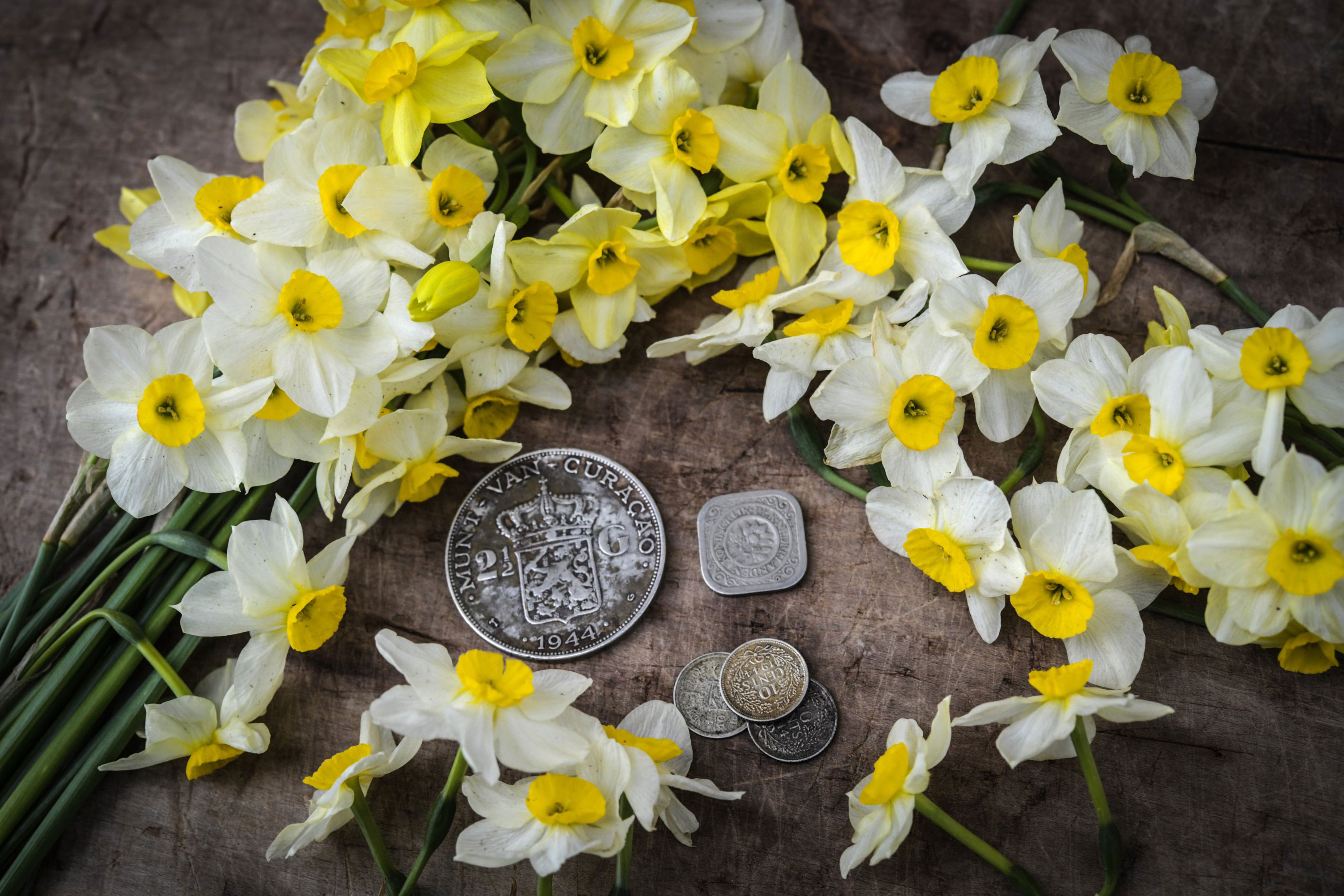 💖 Brighten Your Garden with Daffodils 💖 Baker Creek Heirloom Seeds