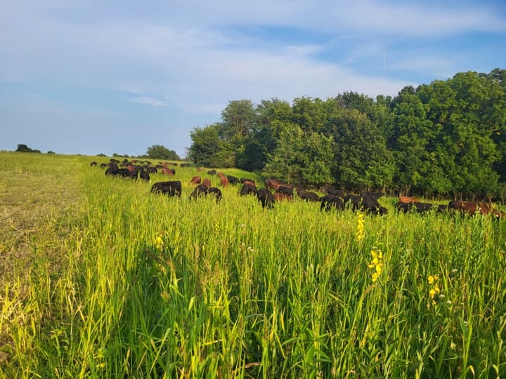 Cover Crops