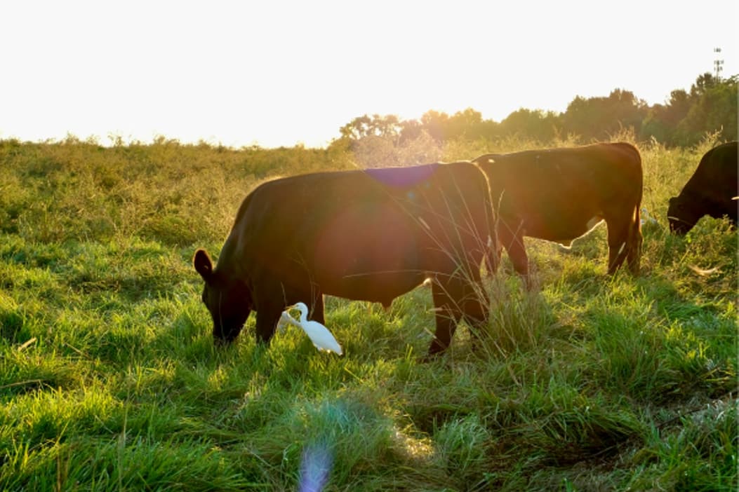 Grazing, Grass-fed beef