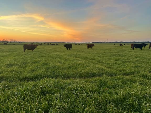 Alabama pasture
