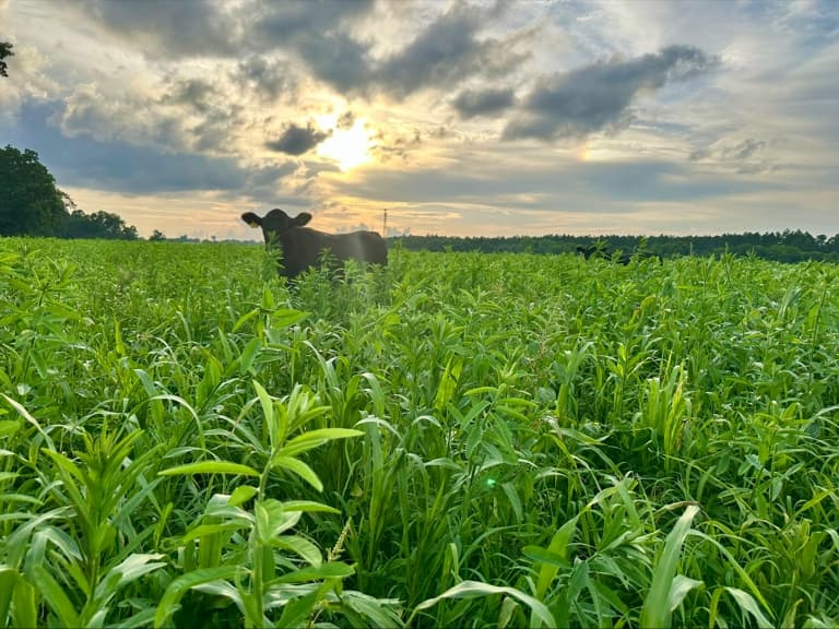 Grazing, Grass-fed beef