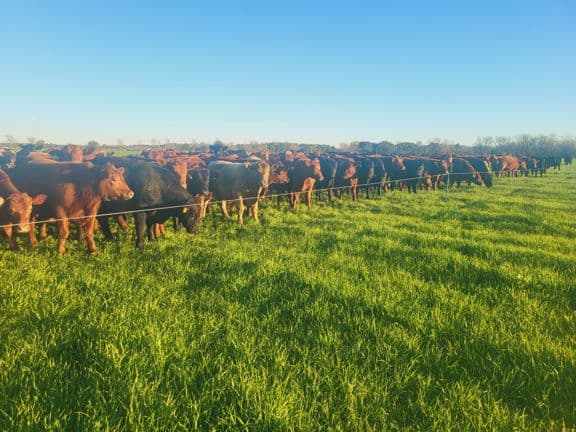 pasture, beef cattle