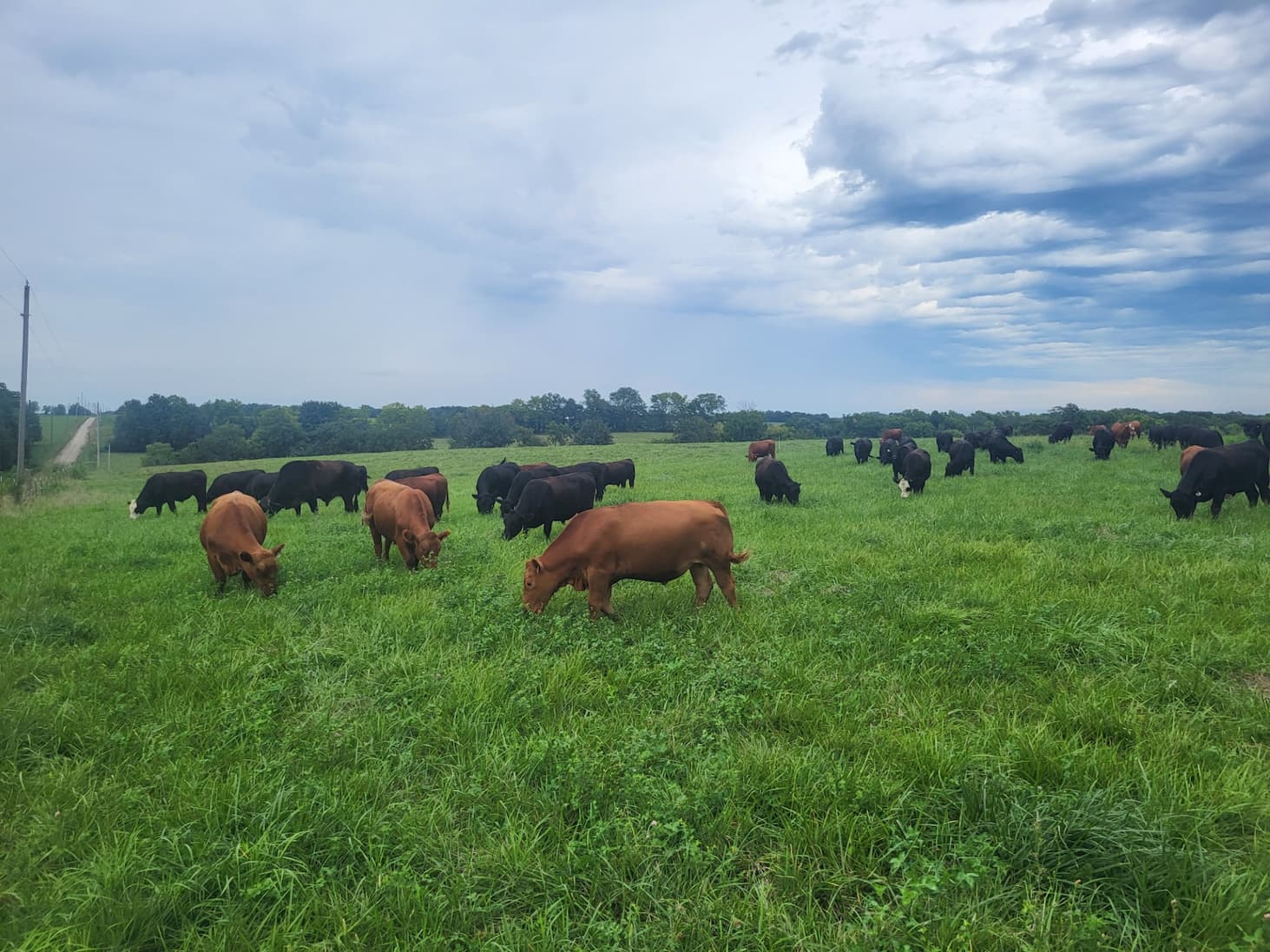 northeast missouri grass-fed cattle grazing