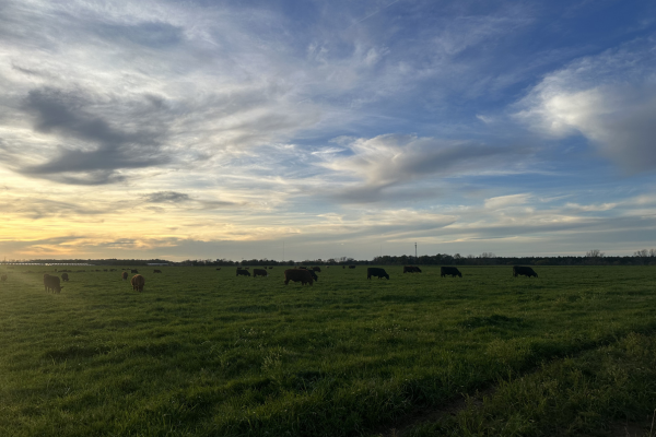 Sun, Soil & Grazing Energy