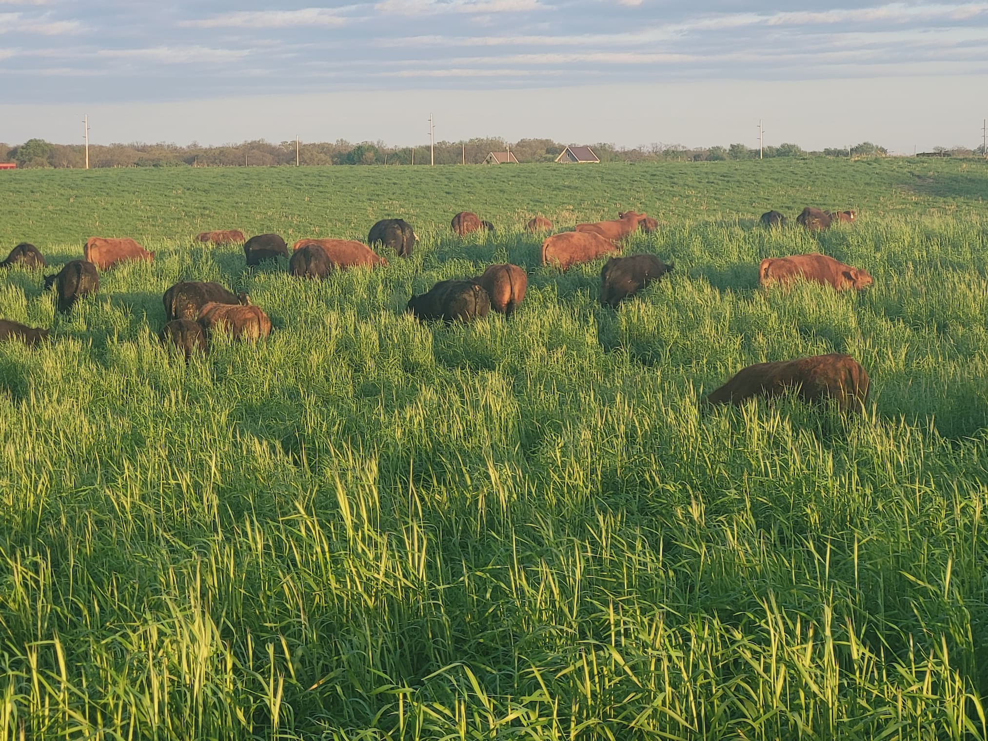 Spring Cover Crop Grazing Boom