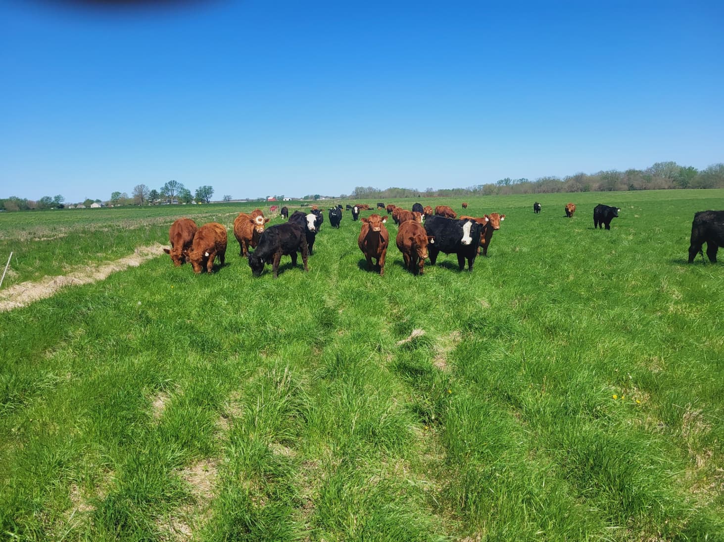 First Grazing on Regenerated Pasture