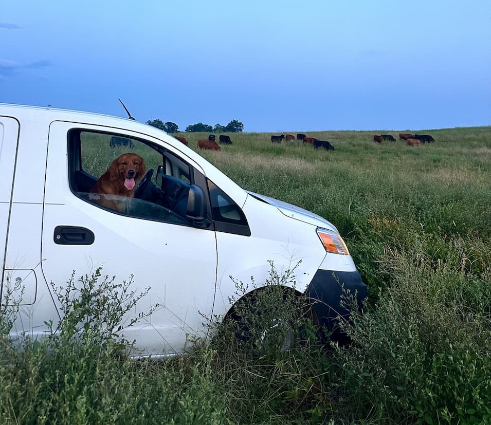 Towns Monitoring the Herd