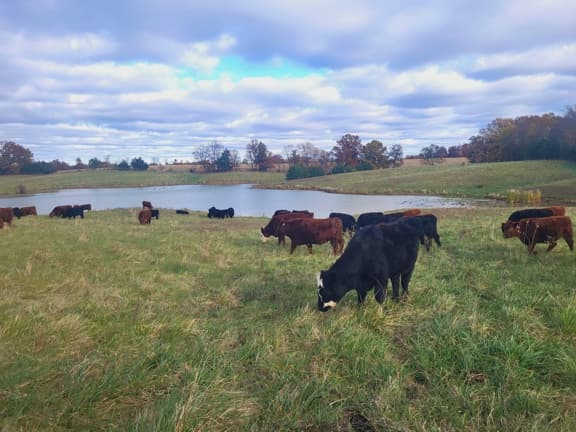 pasture, november hard freeze