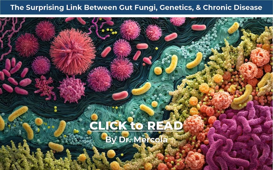 Mercola, Gut Fungi, chronic disease