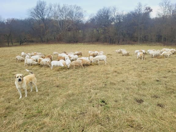 Mogiley in Monticello