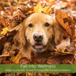 Fall Into Wellness: Helping Your Pet Thrive Through the Changing Seasons