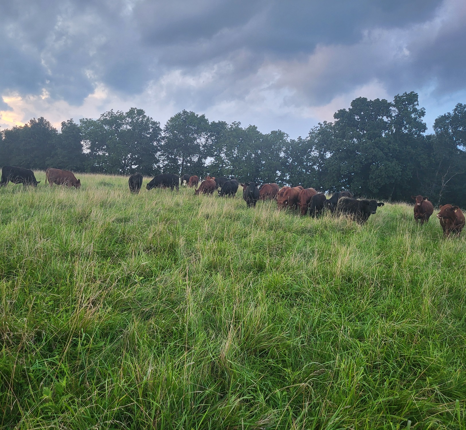 July Grazing