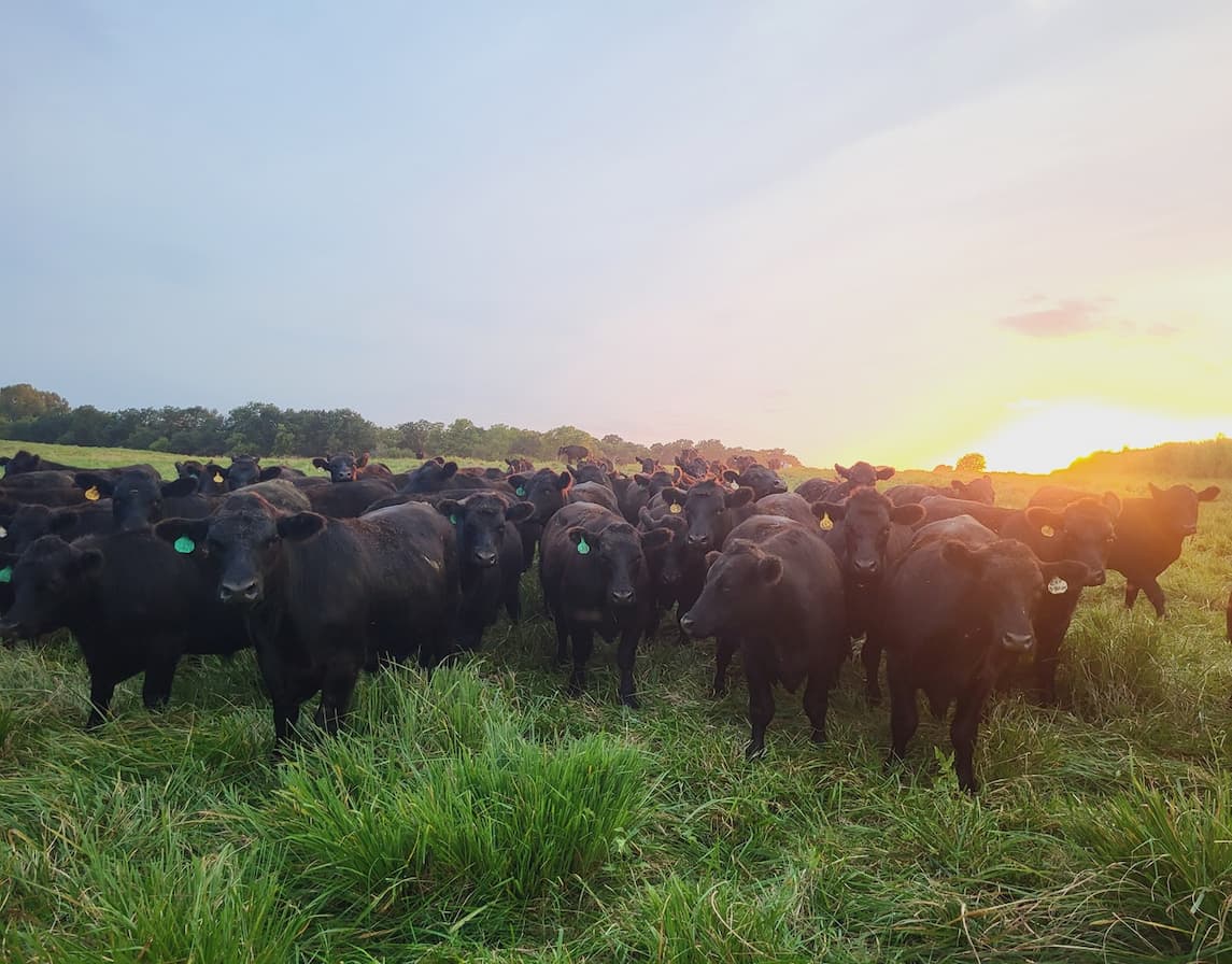 Sunset Cattle