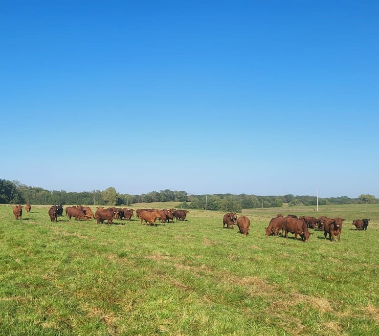 Missouri Herd