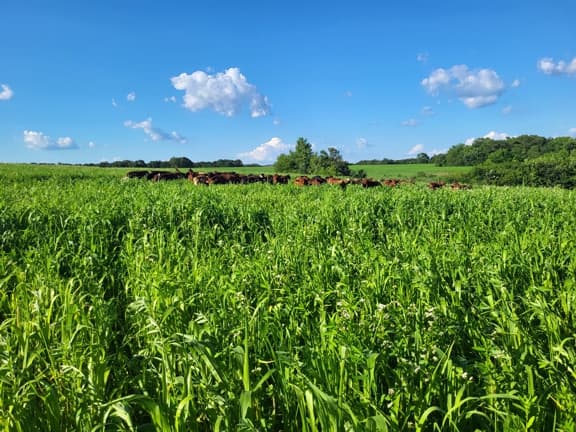 Grazing, Grass-fed beef
