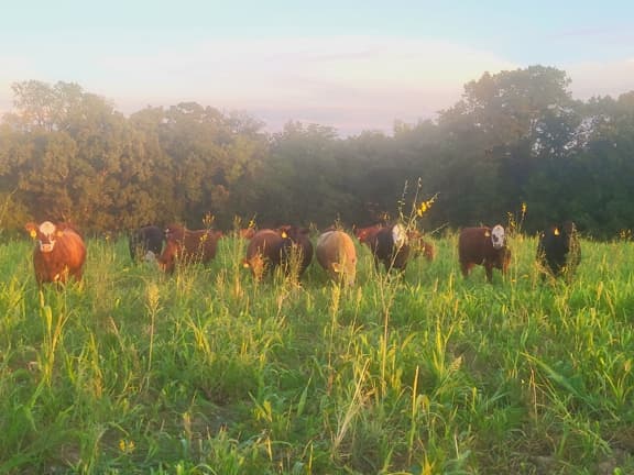Grazing, Grass-fed beef