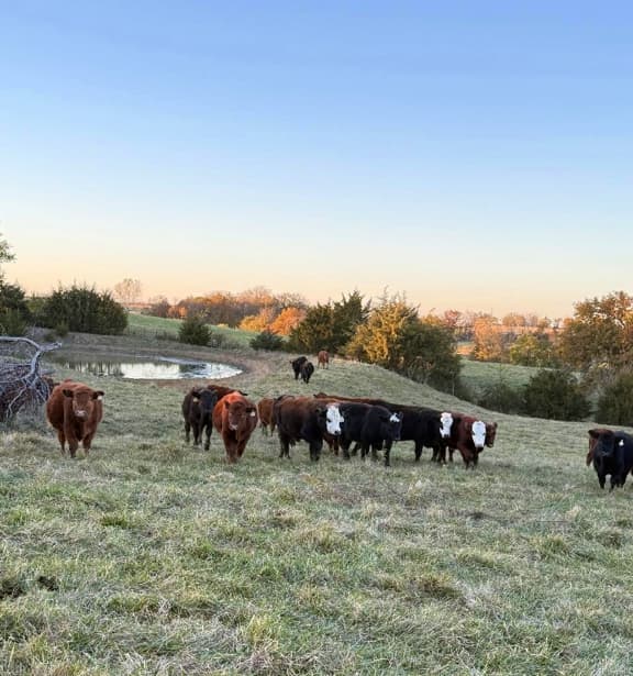 Grazing, Grass-fed beef