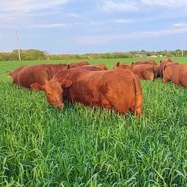 Lifestyle Feature - Grass vs Grain Fed