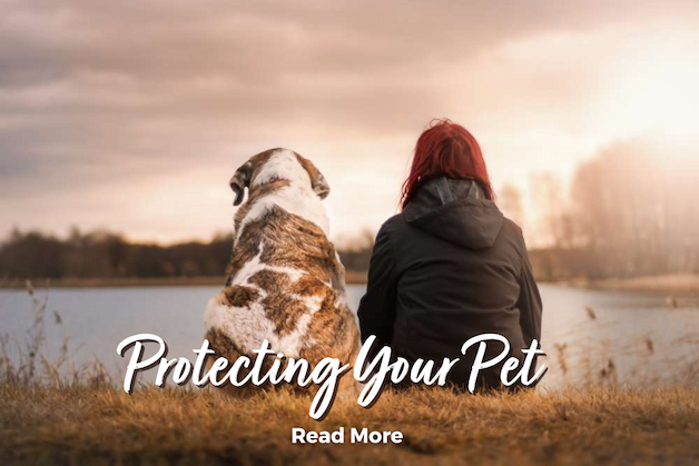 Pet Food Feature - Protect your Pet
