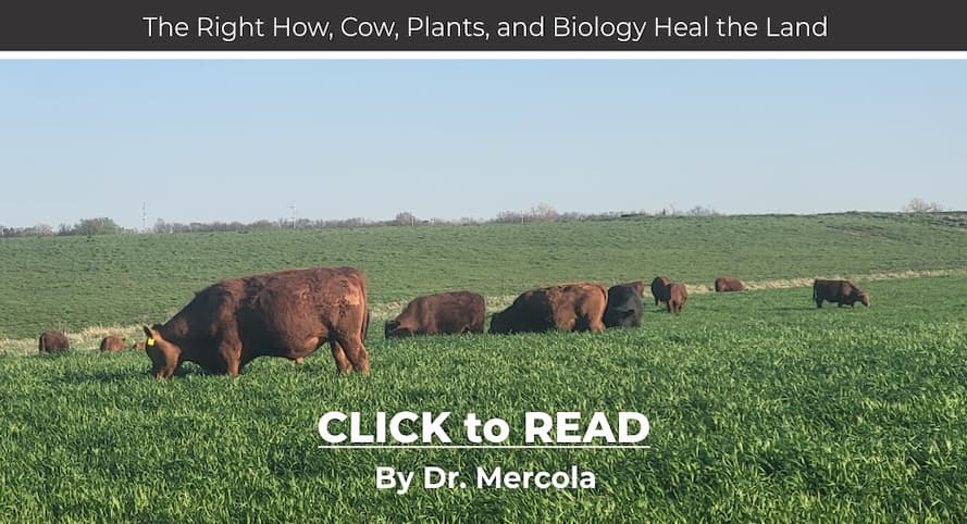 Mercola, Soil Biology