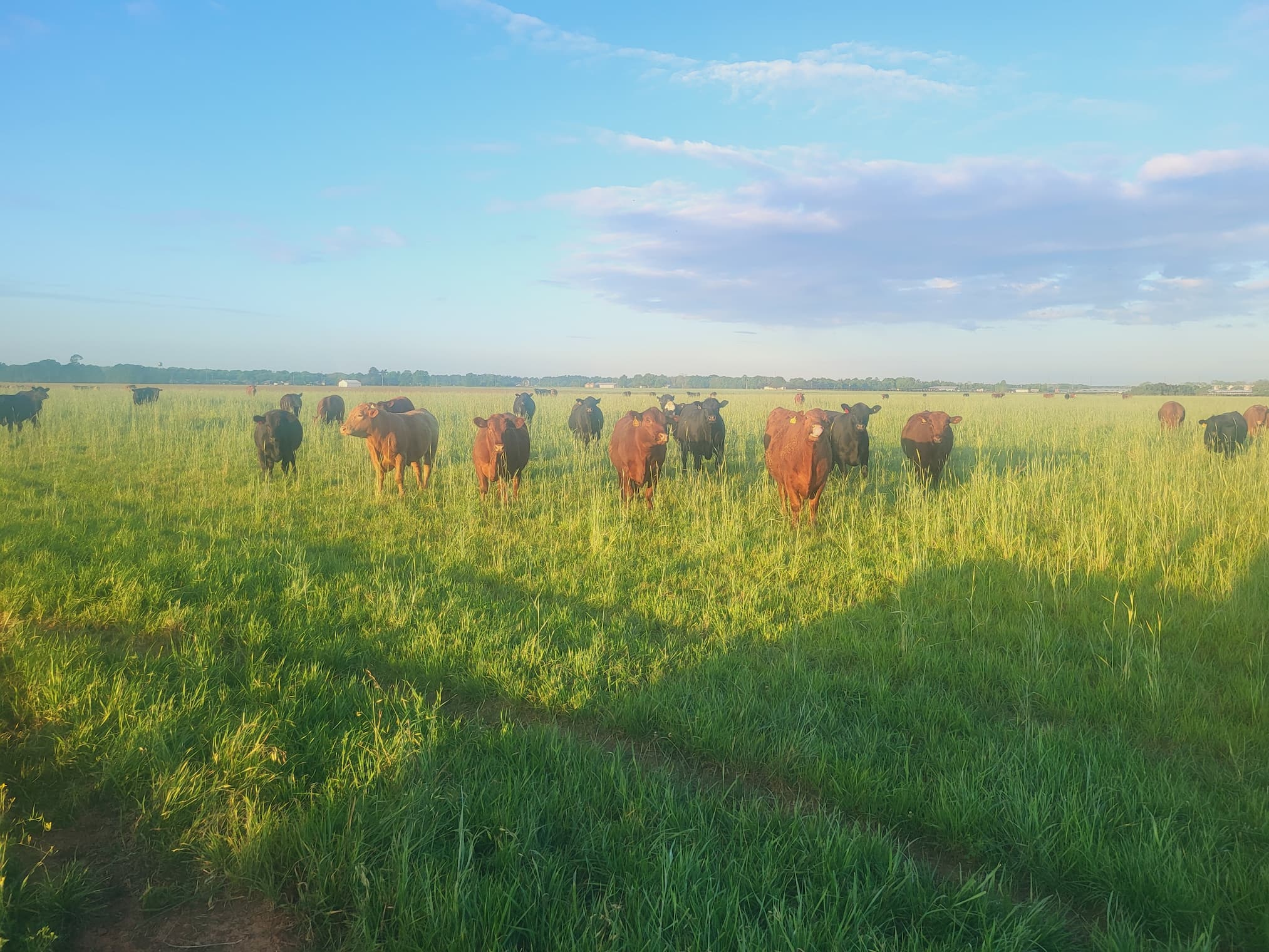 Gulf Coast Grazing Advantage