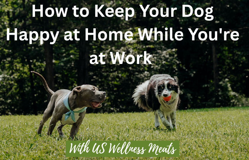 How To Keep Your Pet Happy