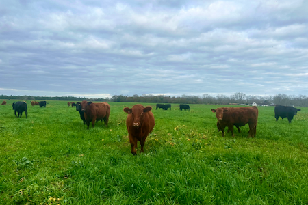 Grazing, Grass-fed beef