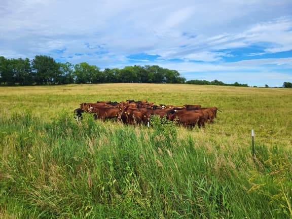 Grass-fed Beef on Missouri pasture
