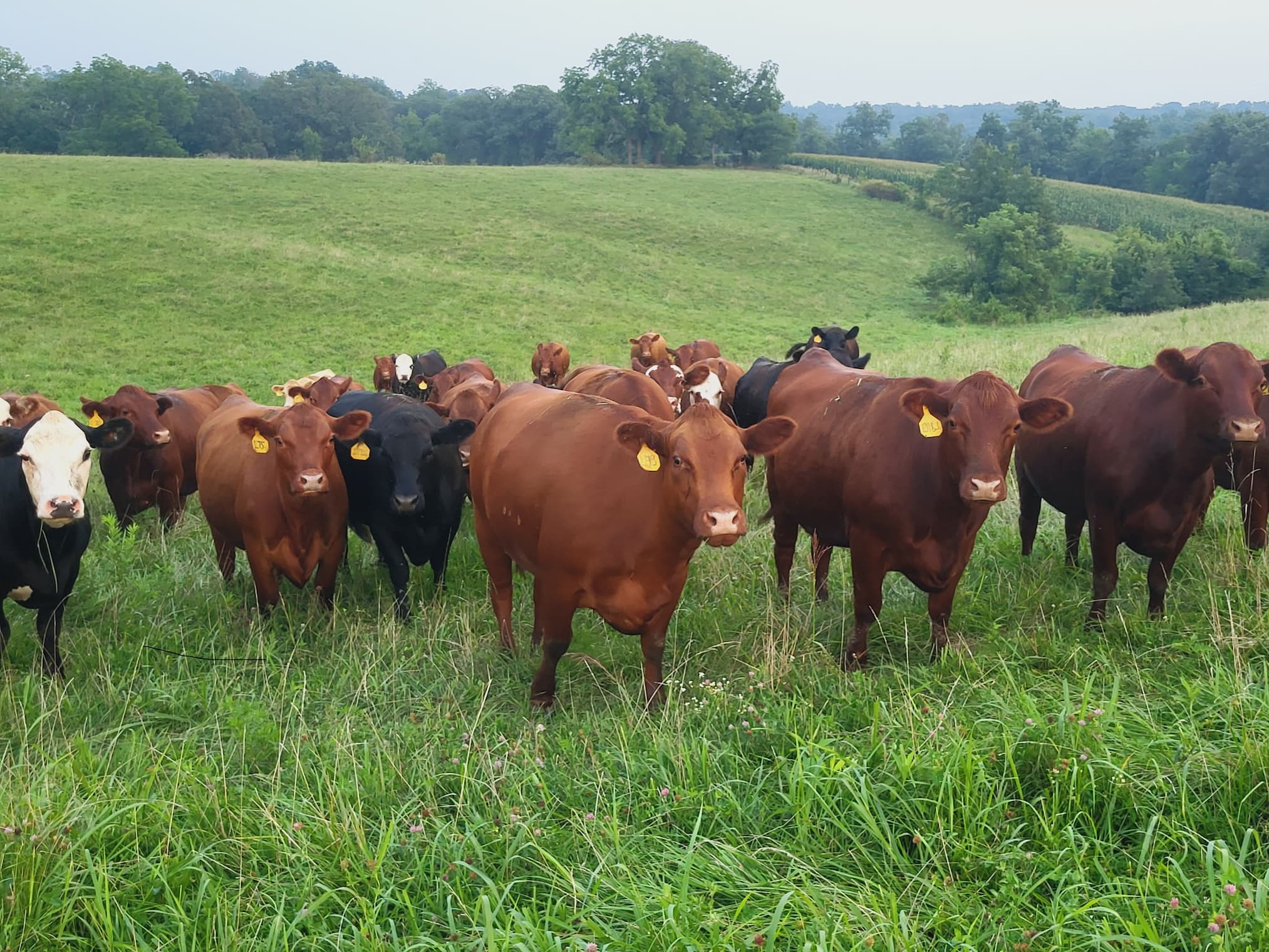 Grass-fed Beef on Missouri pasture