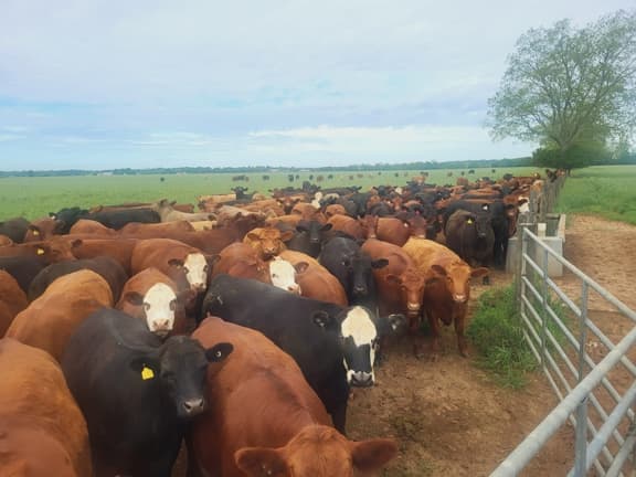 cattle grazing