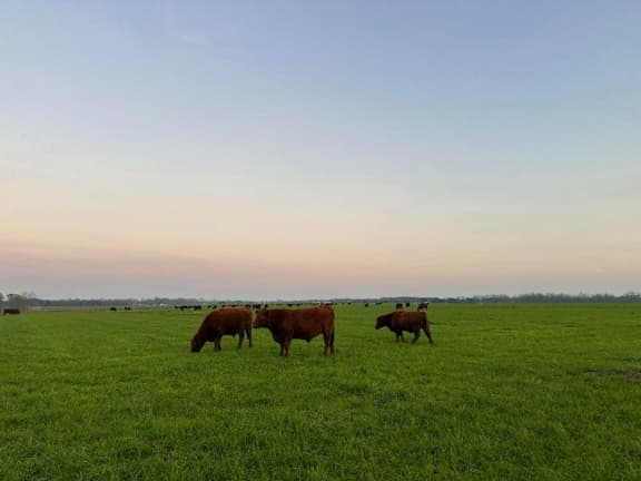 pasture, beef cattle