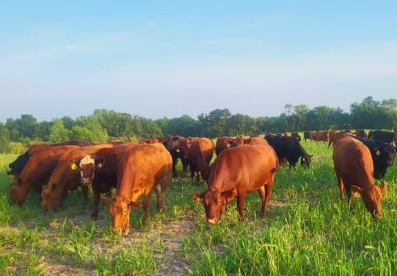 pasture, missouri cattle, grassfed beef