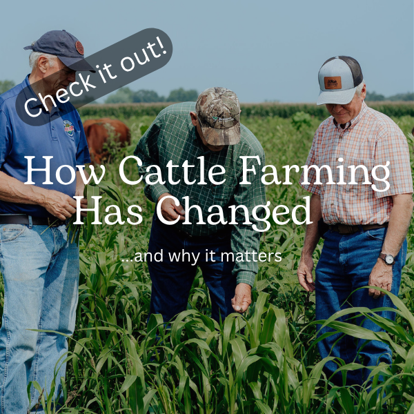 Nutrition Feature: How cattle farming has changed