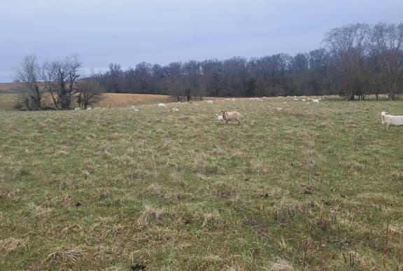 US Wellness Lambs