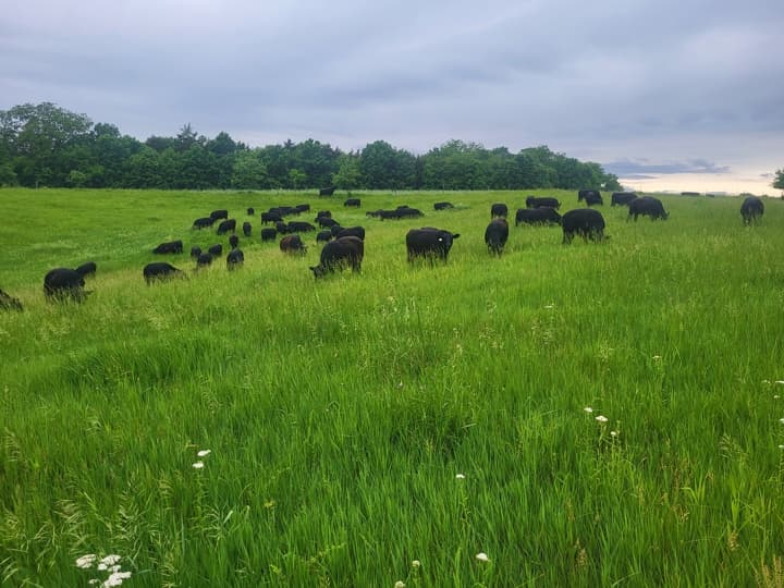 northeast missouri cattle grazing