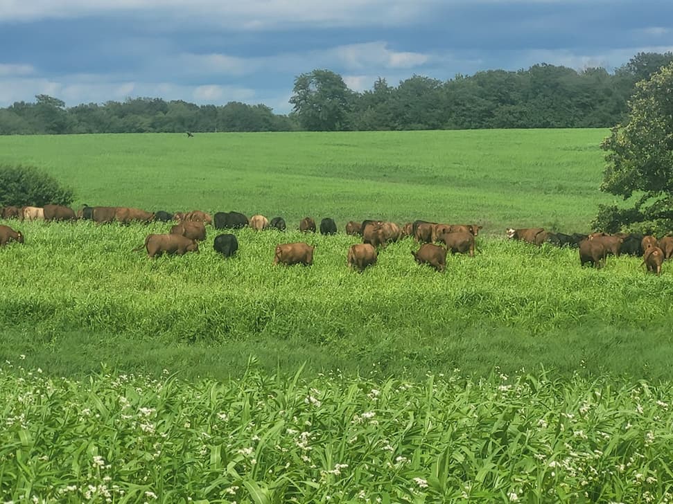 High Energy Forage