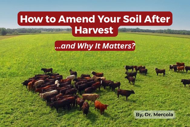 Mercola Amend Your Soil After Harvest