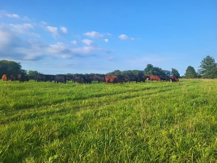 Grazing in Action