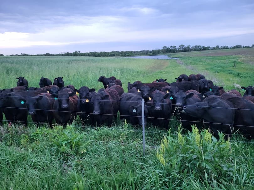 MAY ON THE PASTURE