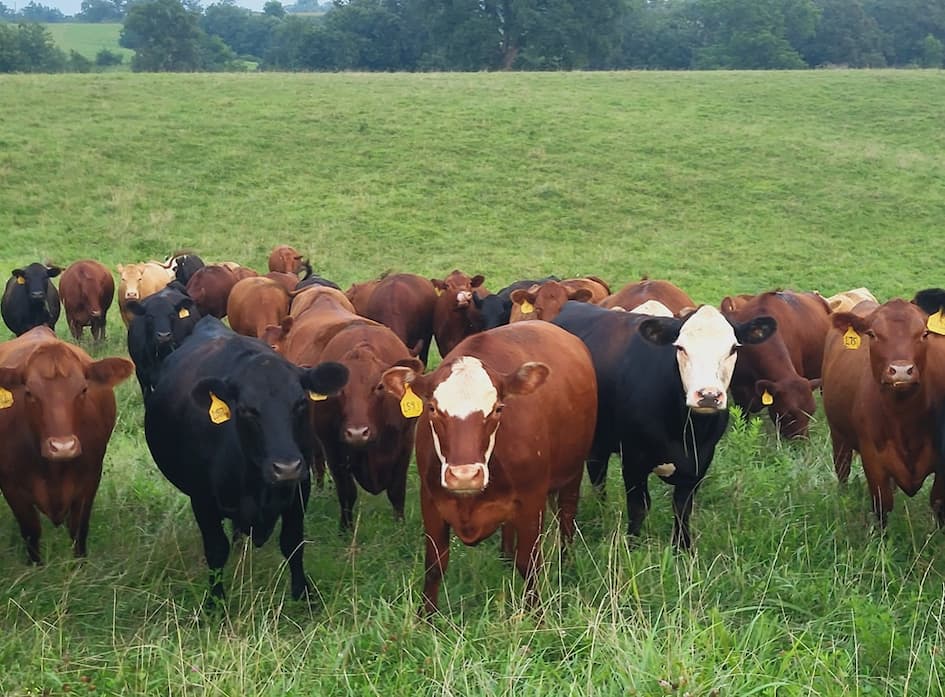 pasture, missouri cattle, grassfed beef