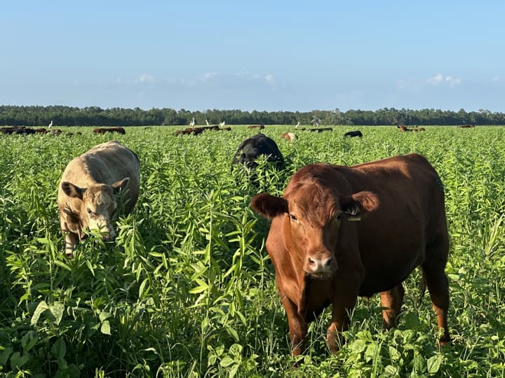 Alabama cattle grazing in tall grass with egrets