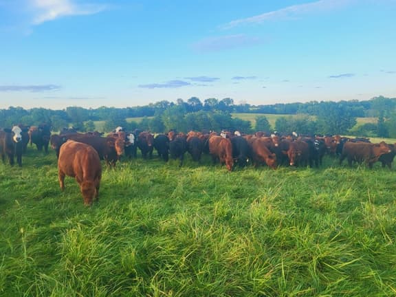 pasture, missouri cattle, grassfed beef