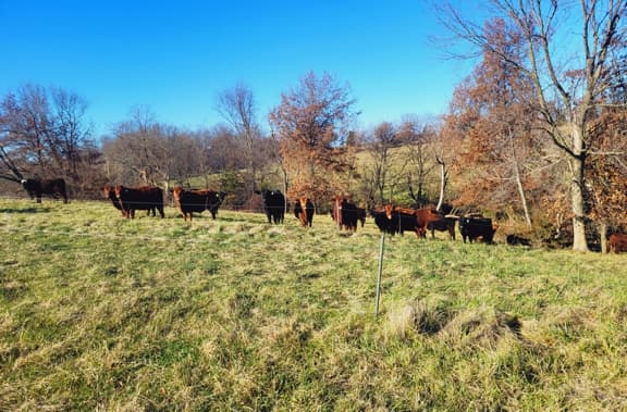 pasture, missouri grassfed cattle