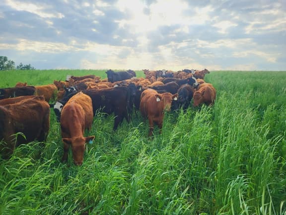 Utopia Grazing Conditions in NE Missouri
