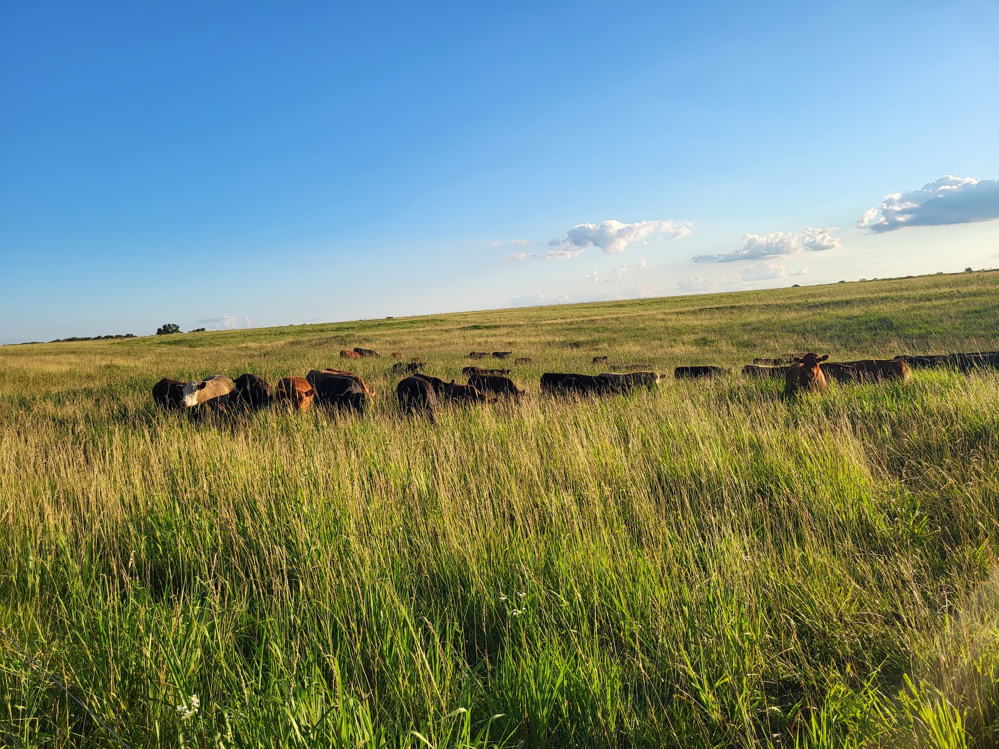 Missouri's Native Prairie