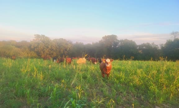 October Grazing and Winter Prep