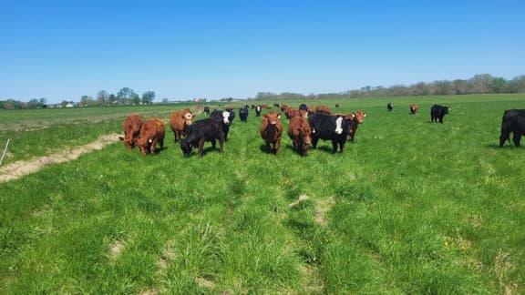 US Wellness Cattle grazing on spring forage