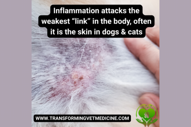 Pet Food Feature - Inflammation and skin conditions